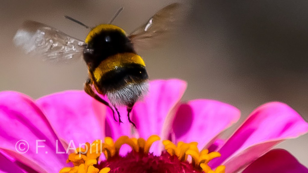 Abeja buscando la mejor flor - Bee looking for the best flower