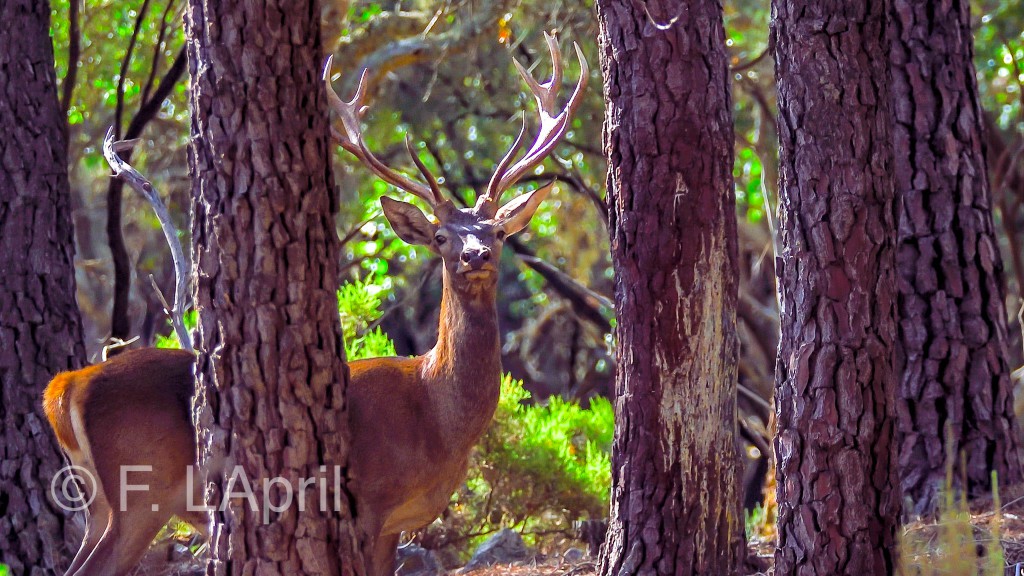 Ciervo (Cervus elaphus) - Red deer