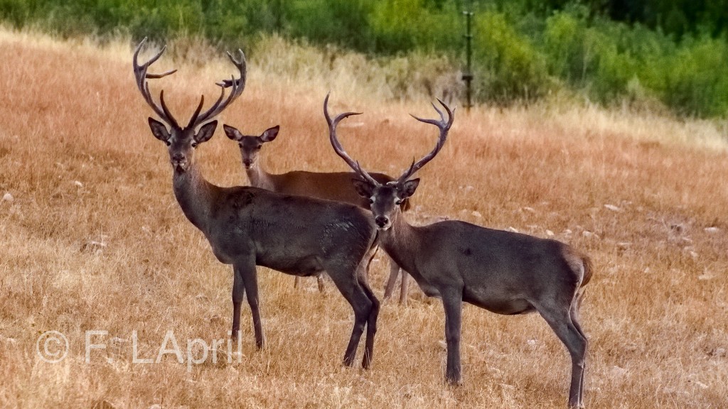 Ciervs (Cervus elaphus) - Red deers