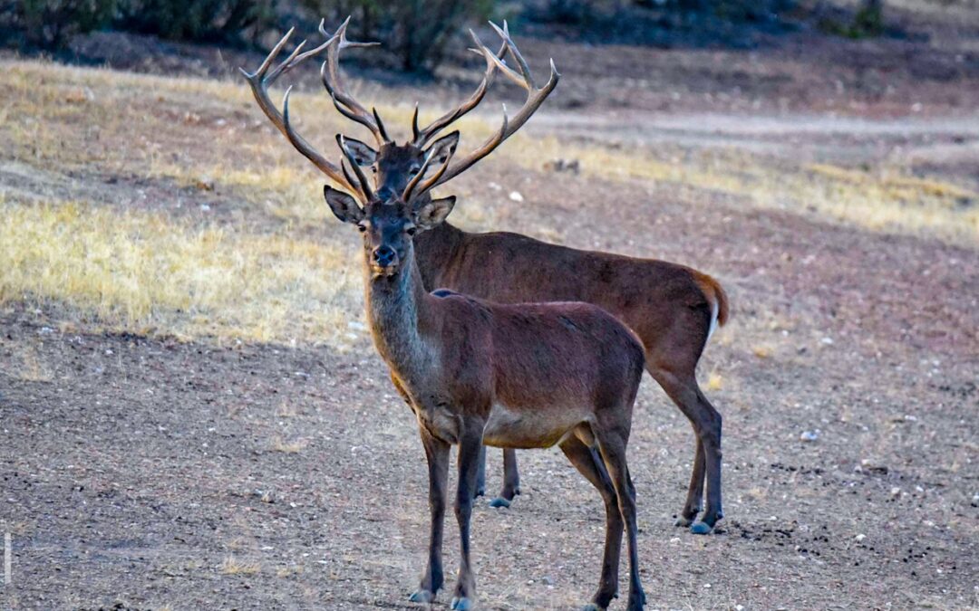 Observatorio de berrea en Reserva Regional de Caza de Cíjara