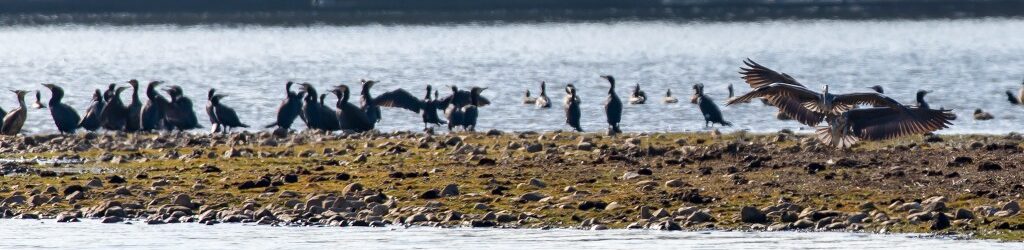 Birding in Extremadura