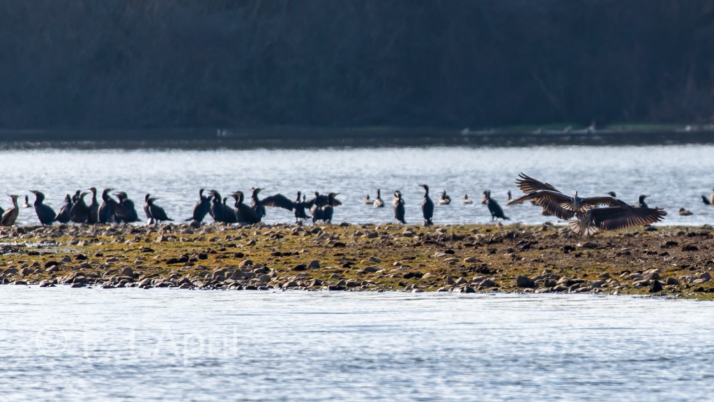Birding in Extremadura