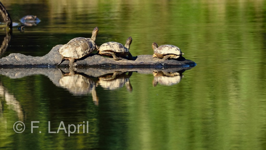 Galápago europeo (Emys orbicularis) - European pond turtle