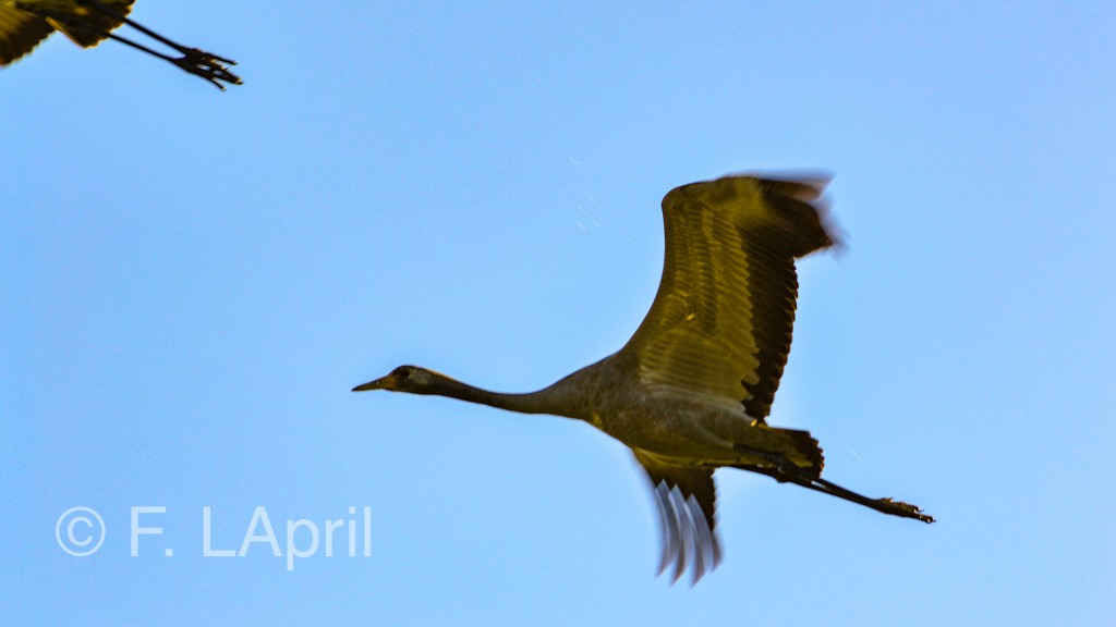 Grulla común (Grus grus) - Common crane