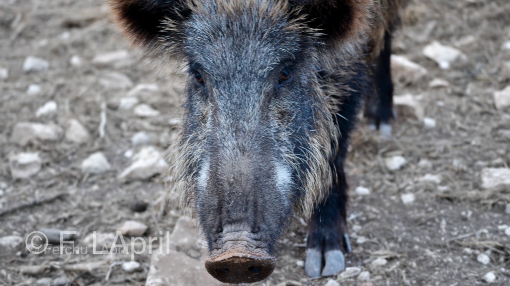 Jabalí (Sus scrofa) - Wild boar