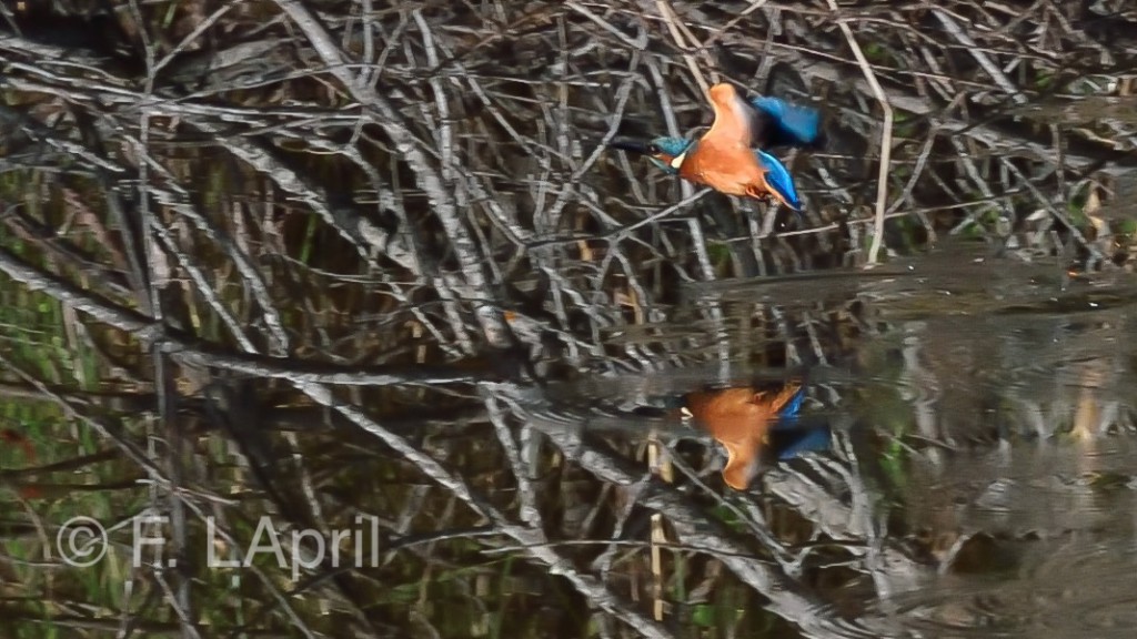 Martin pescador (Alcedo Atthis) - Common kingfisher
