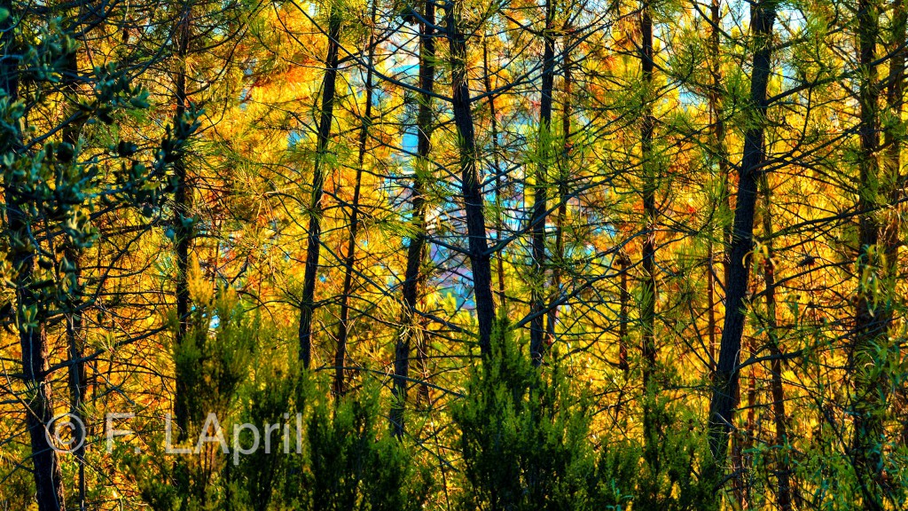 Otoño tras el pinar - Autumn after the pine forest