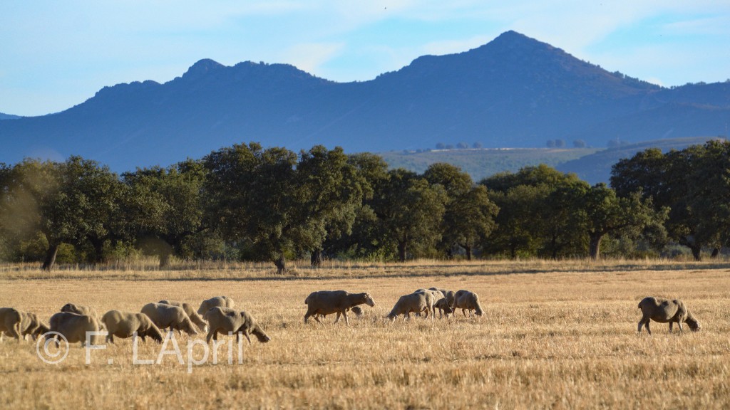 Ovejas pastando en el rastrojo - Sheeps grazing on the stubble