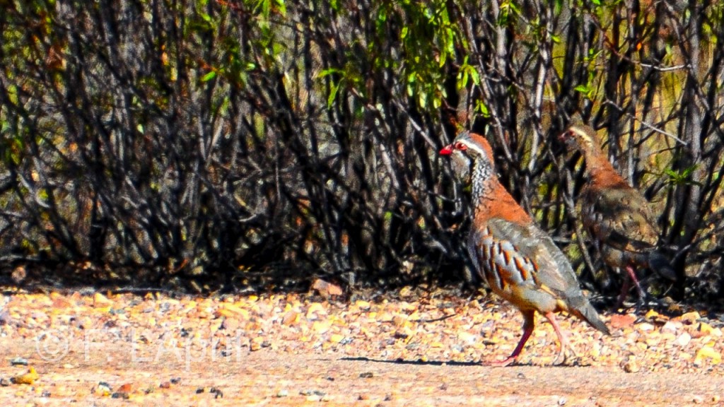 Perdiz común (Alectoris rufa) - Red-legged partridge