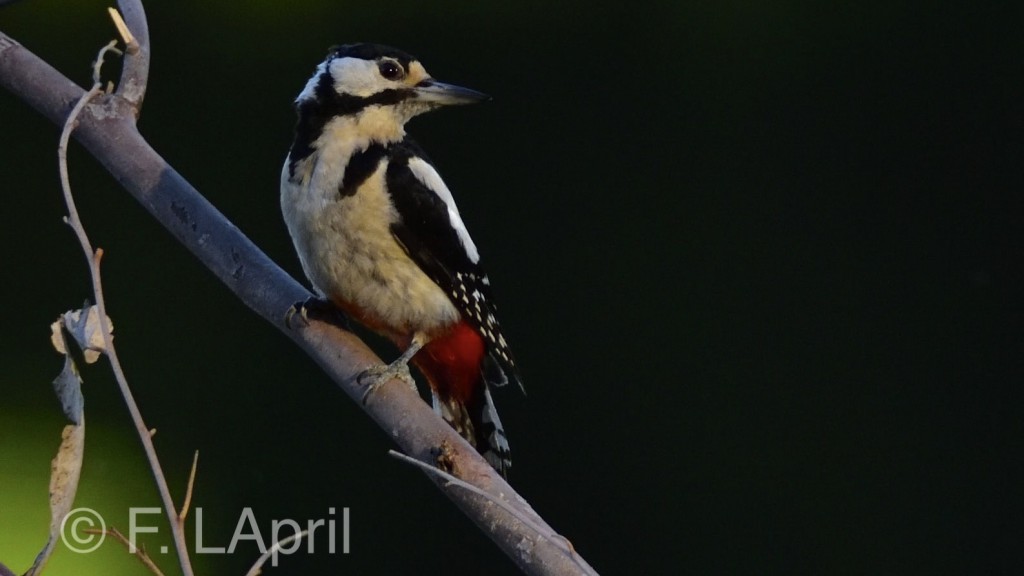 Pico picapinos (Dendrocopos major) - Great spotted woodpecker