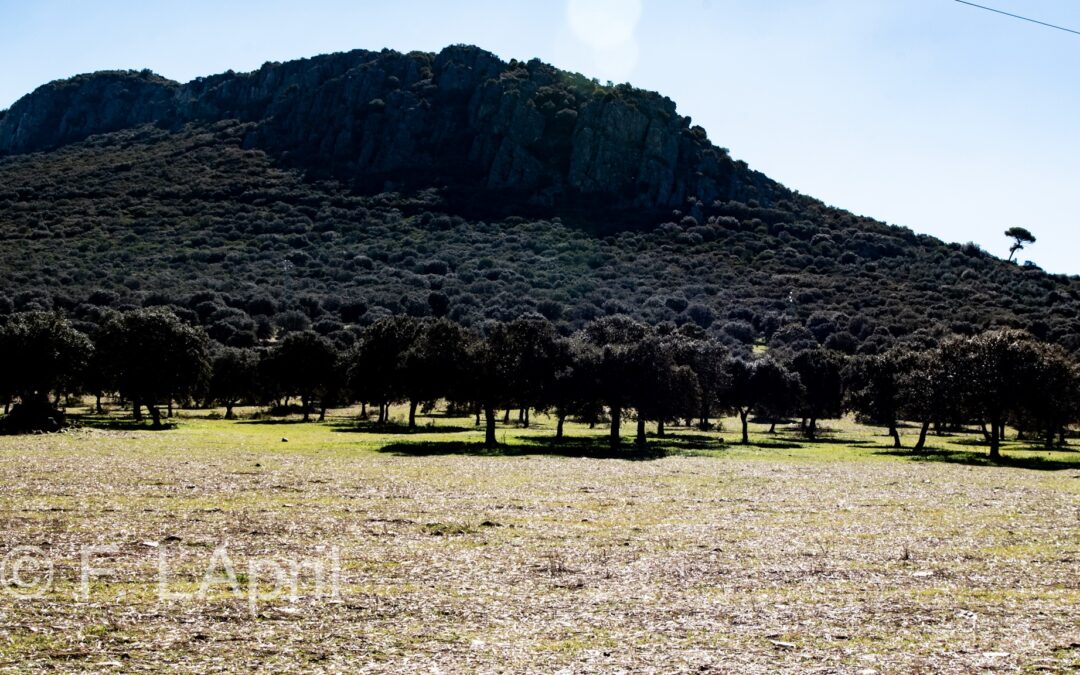 La Celada